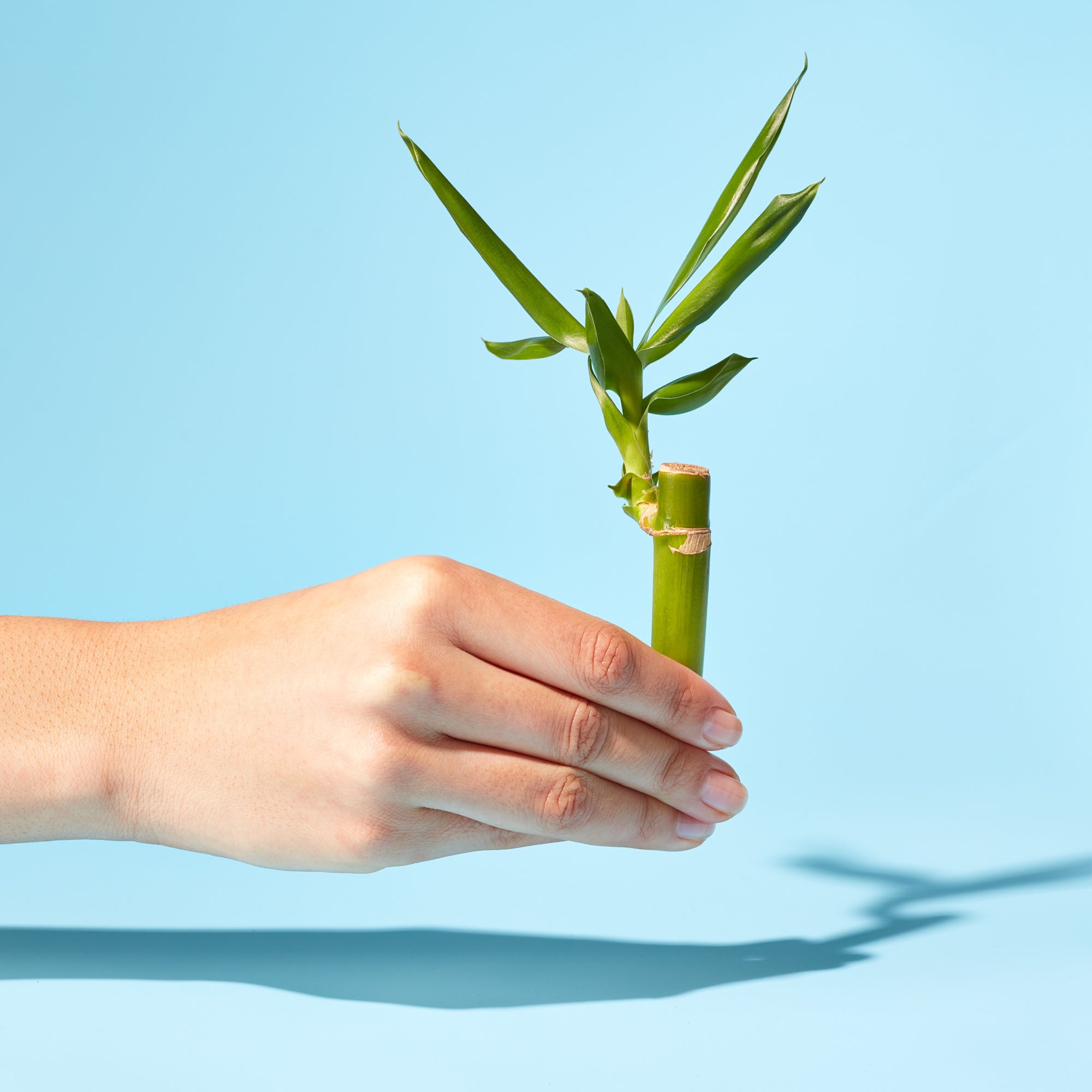 Tree-free Bamboo Toilet Paper - Caboo